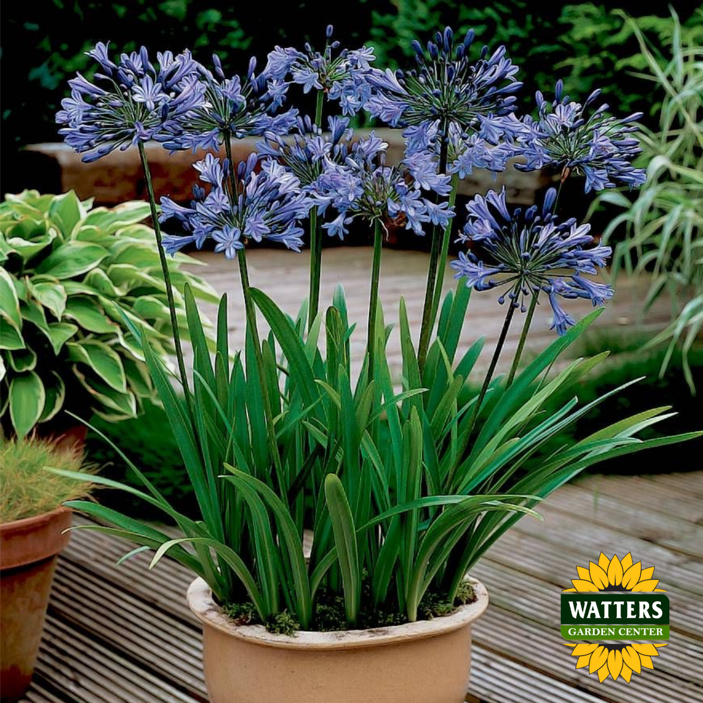 Agapanthus - Black Buddhist