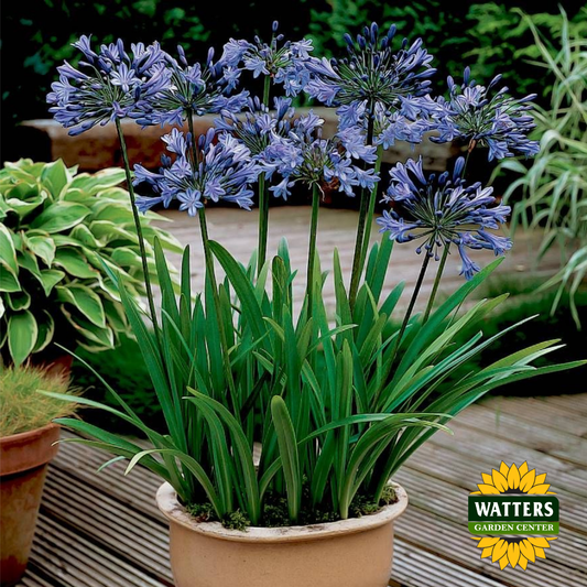 Agapanthus - Black Buddhist