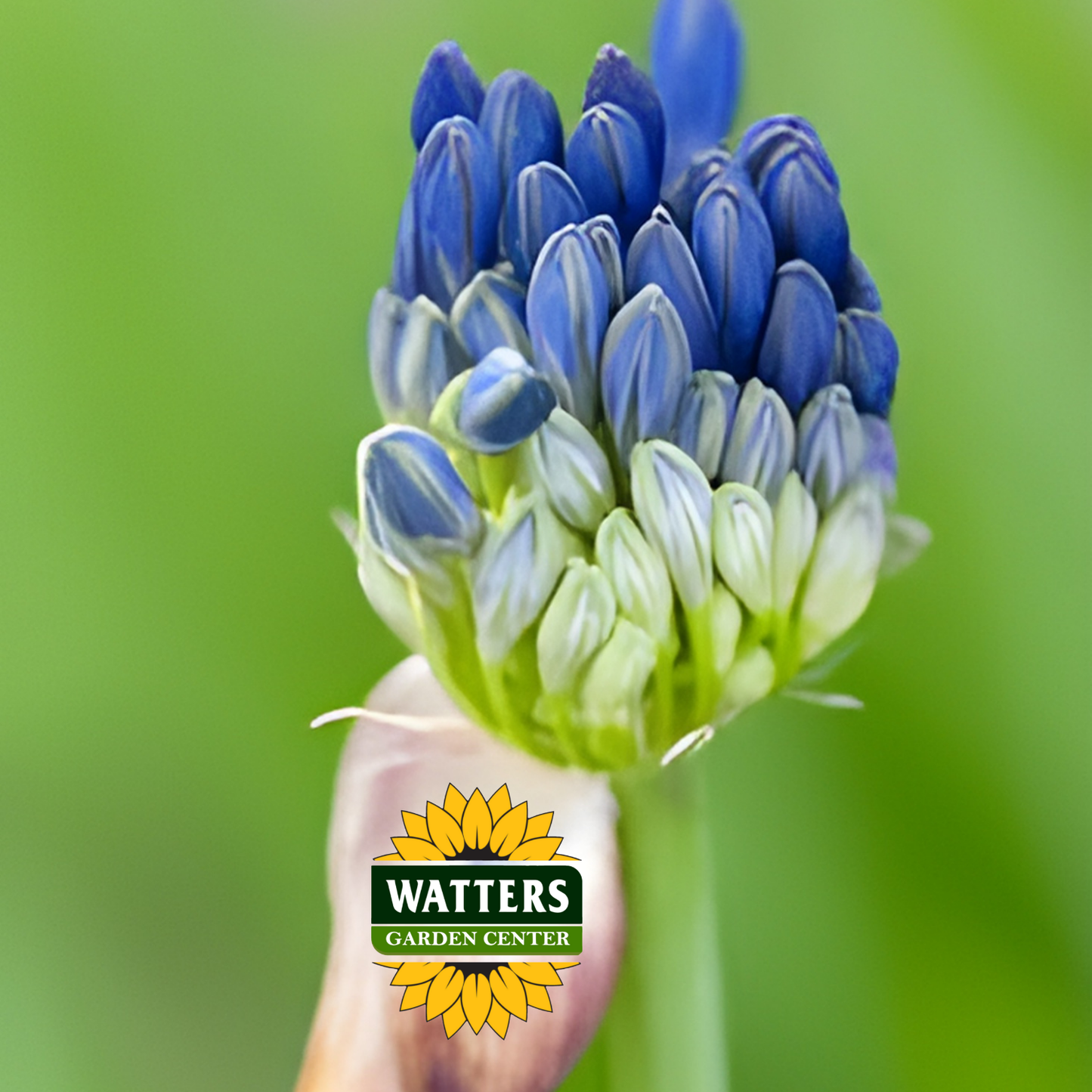 Agapanthus - Delft Blue (Lily of the Nile)
