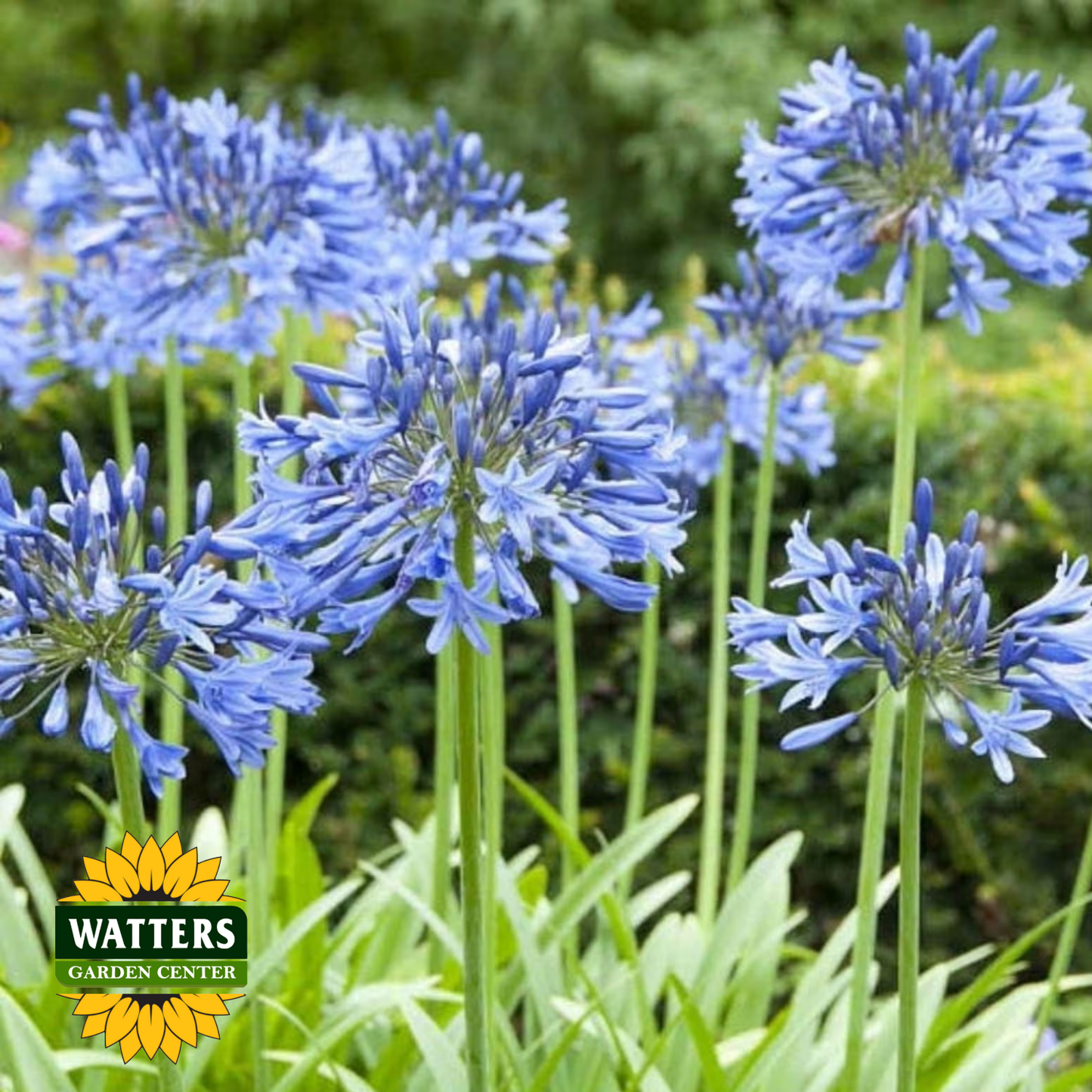 Agapanthus - Delft Blue (Lily of the Nile)