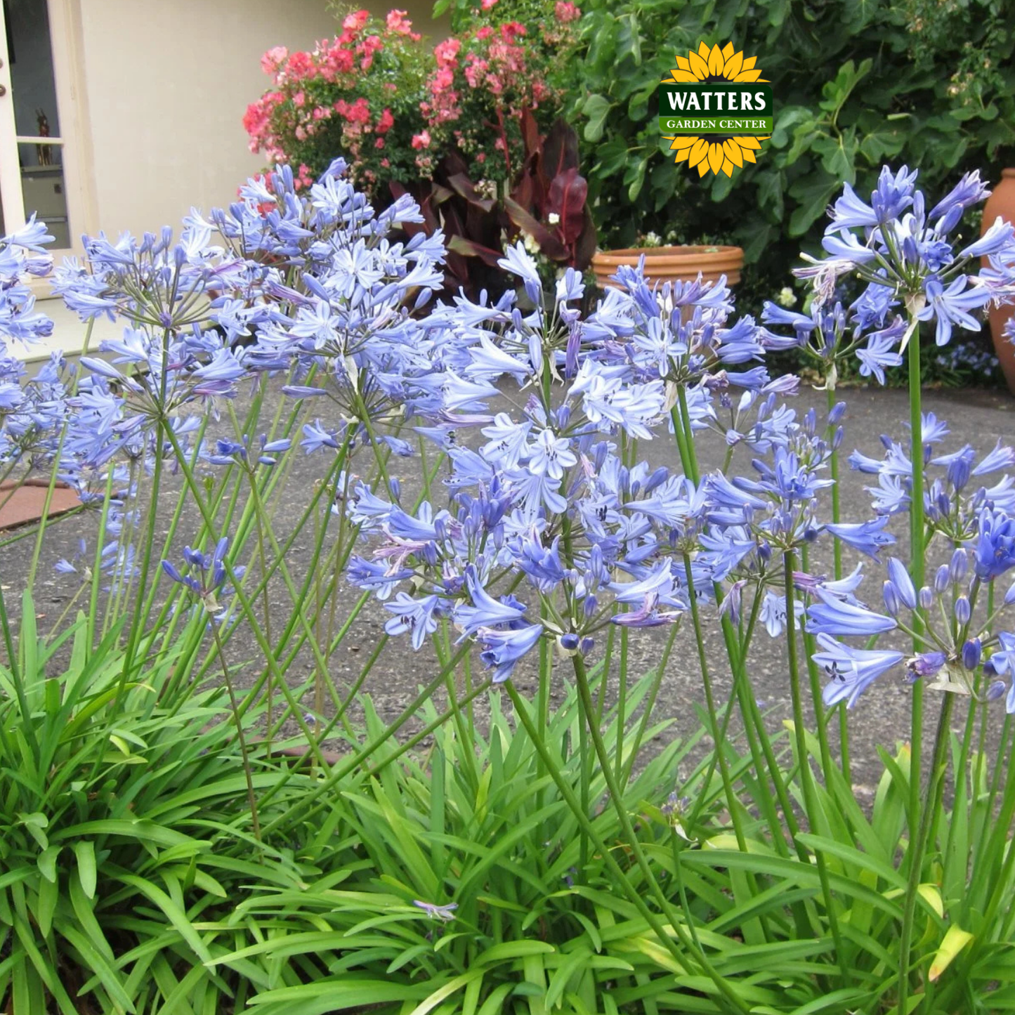 Agapanthus - Delft Blue (Lily of the Nile)