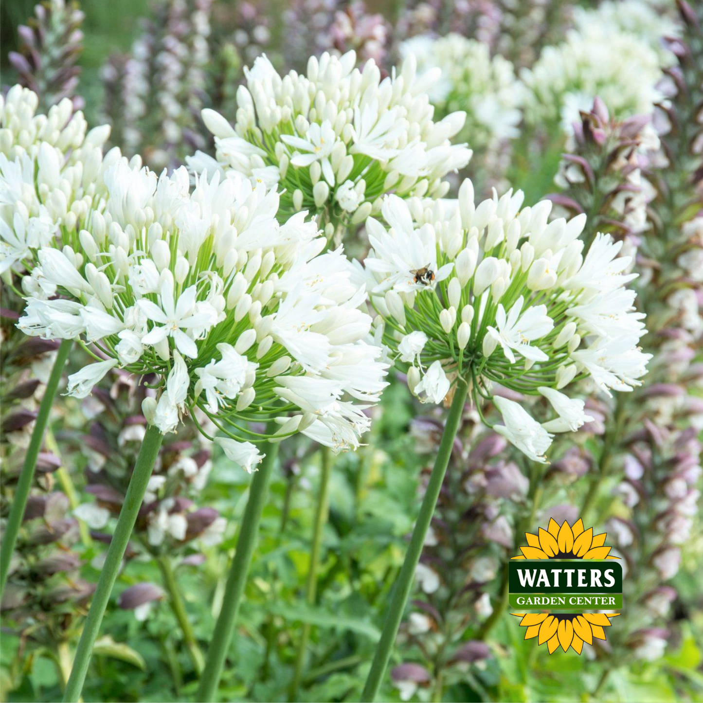 Agapanthus - Glacier Stream