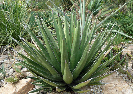LECHUGUILLA AGAVE 1gal