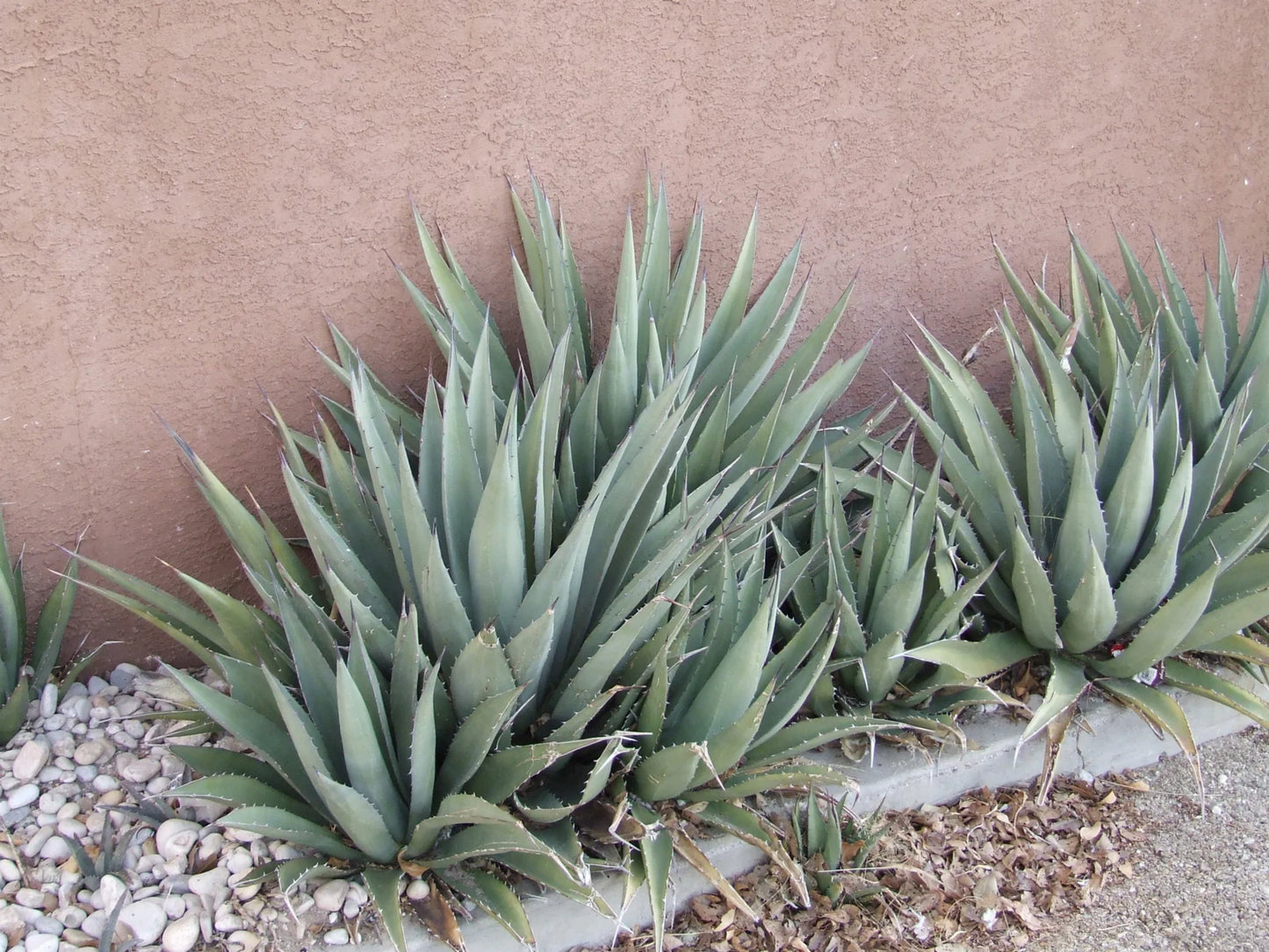 LECHUGUILLA AGAVE 1gal