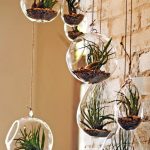 AIR PLANT