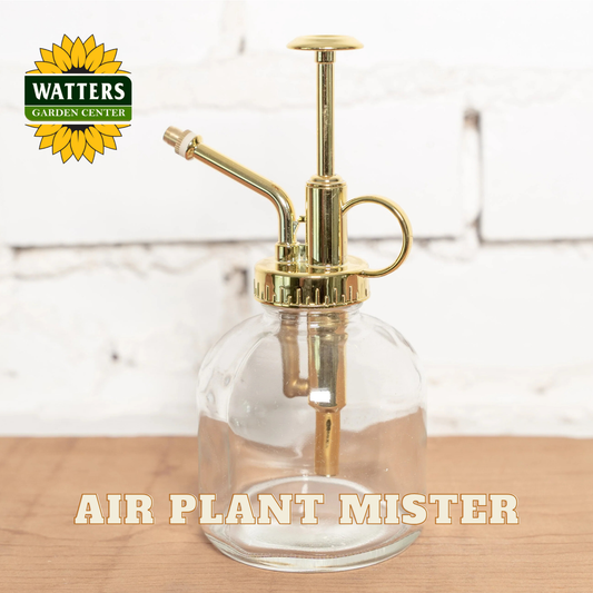 Gold air plant mister on a wooden surface with Watters Garden Center logo.