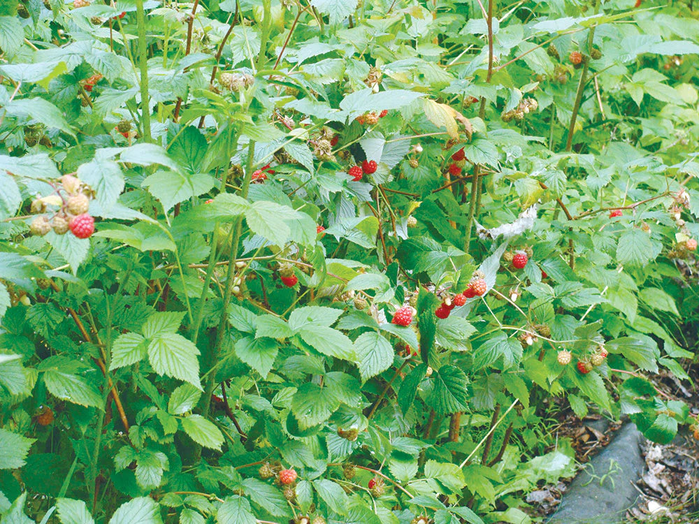 INDIAN SUMMER RASPBERRY 1gal