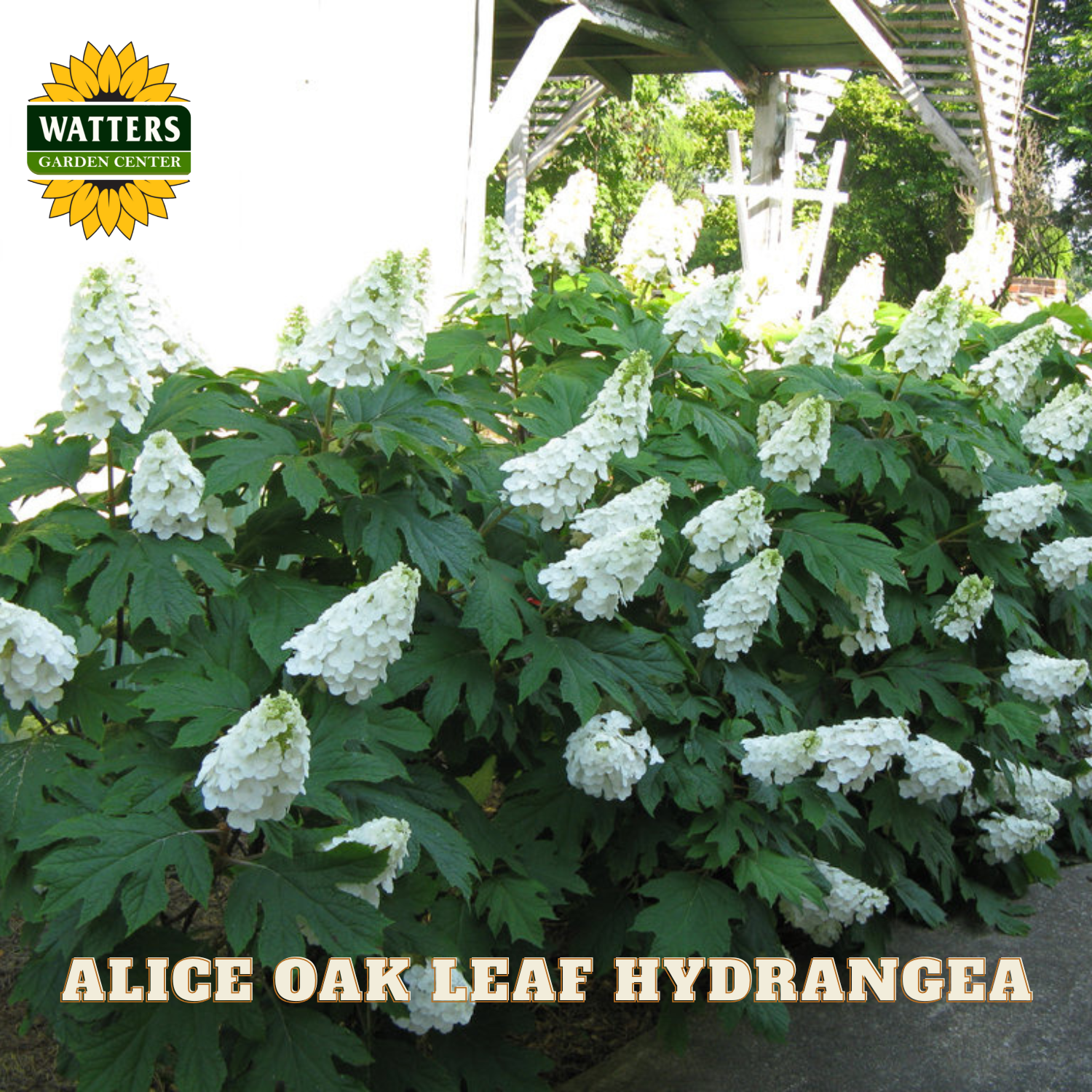 White oak leaf hydrangea plant with green leaves, labeled 'Alice Oak Leaf Hydrangea' and 'Watters Garden Center'.