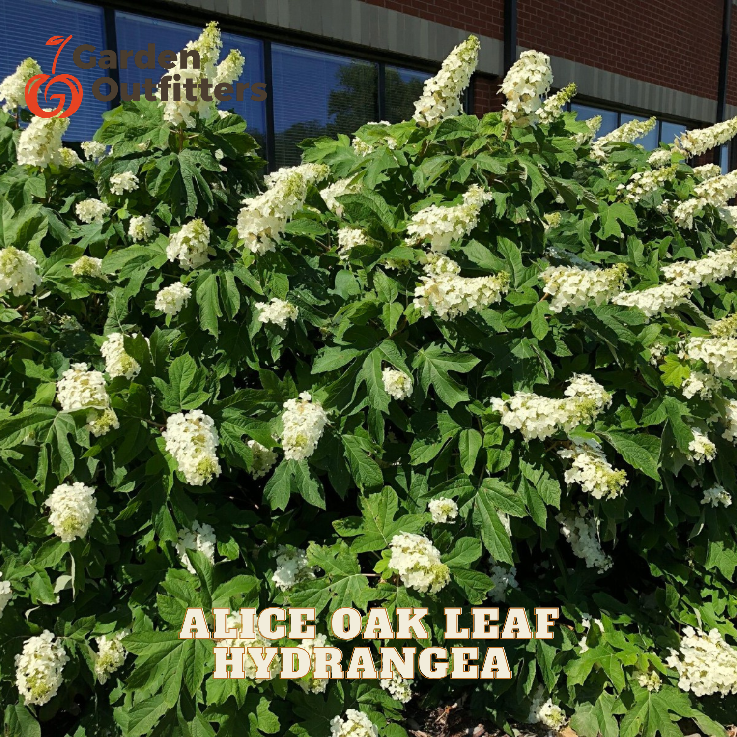 A dense hydrangea bush with clusters of small white flowers and green leaves, photographed outdoors in front of a building with dark windows. Text overlays read '7 Garden Outfitters' and 'ALICE OAK LEAF HYDRANGEA'.