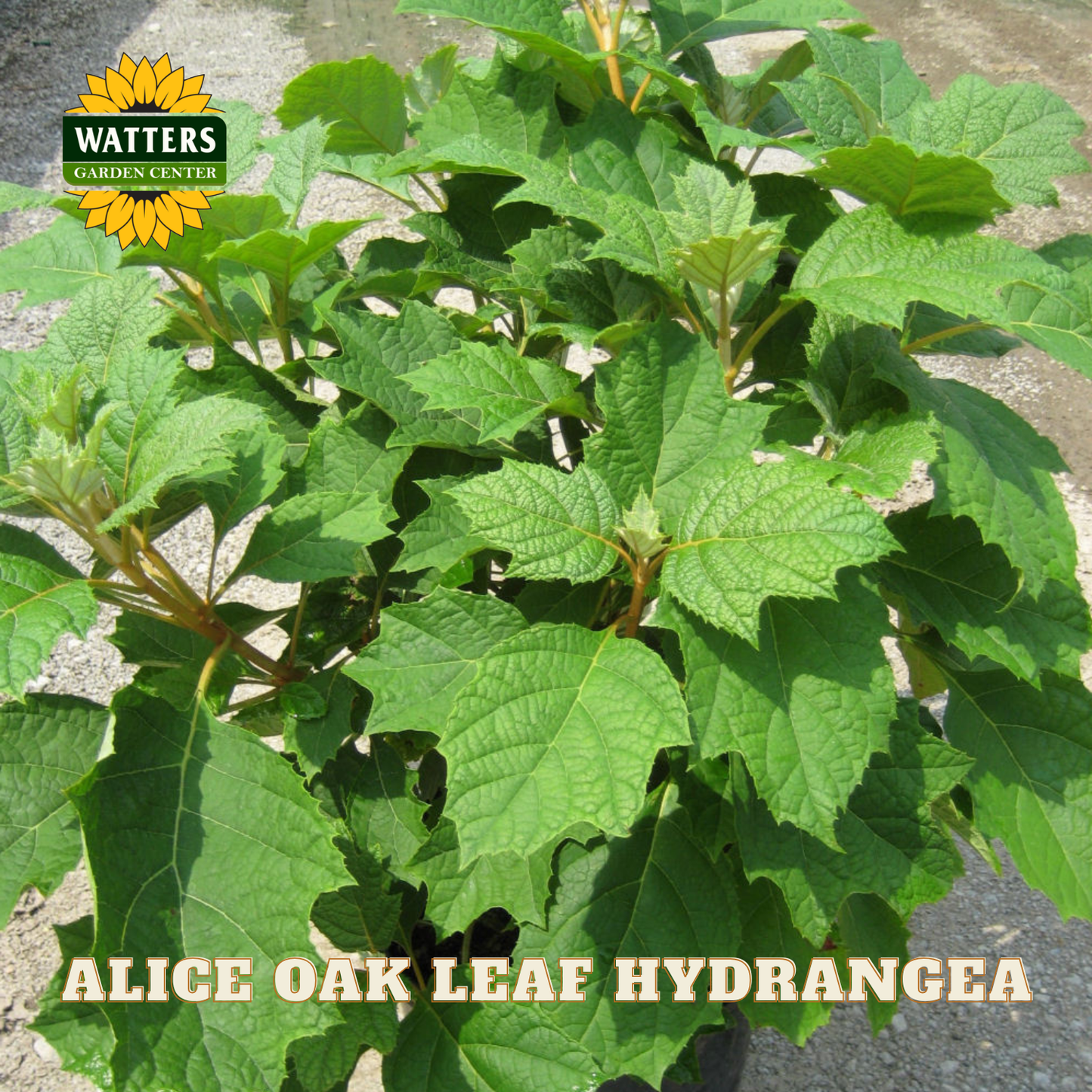 Green plant labeled 'Alice Oak Leaf Hydrangea' with Watters Garden Center logo.