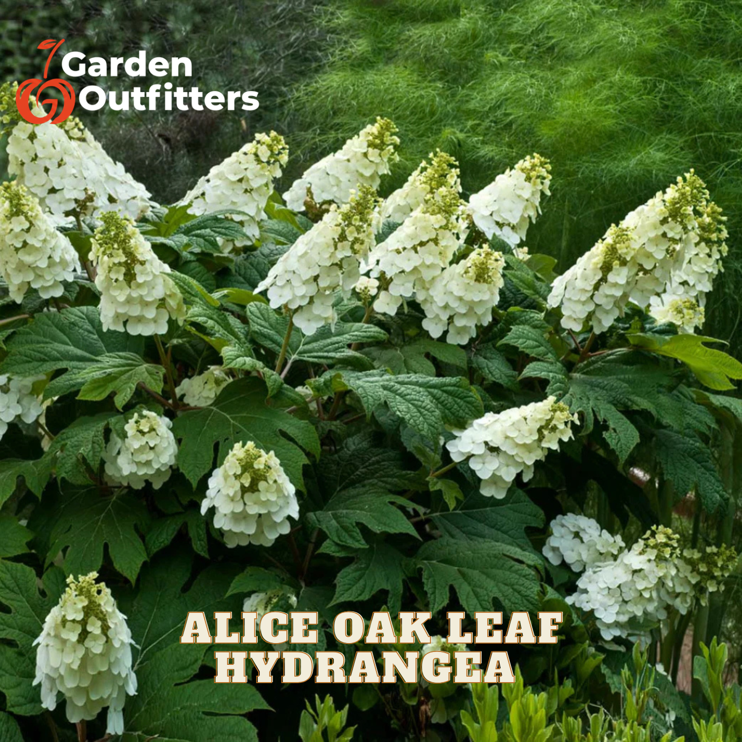 White hydrangea flower blooms on green foliage, with text reading 'Alice Oak Leaf Hydrangea' and a Garden Outfitters logo in the corners.