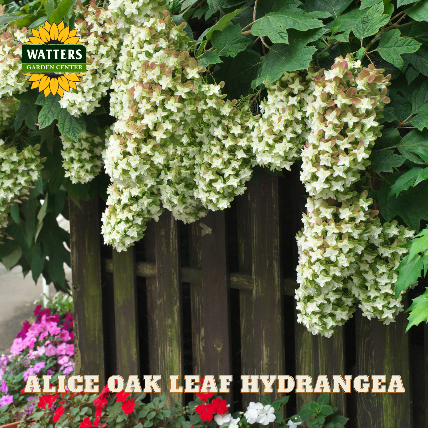 Alice Oak Leaf Hydrangea plant with a wooden fence and colorful flowers in the background, featuring Watters Garden Center logo.