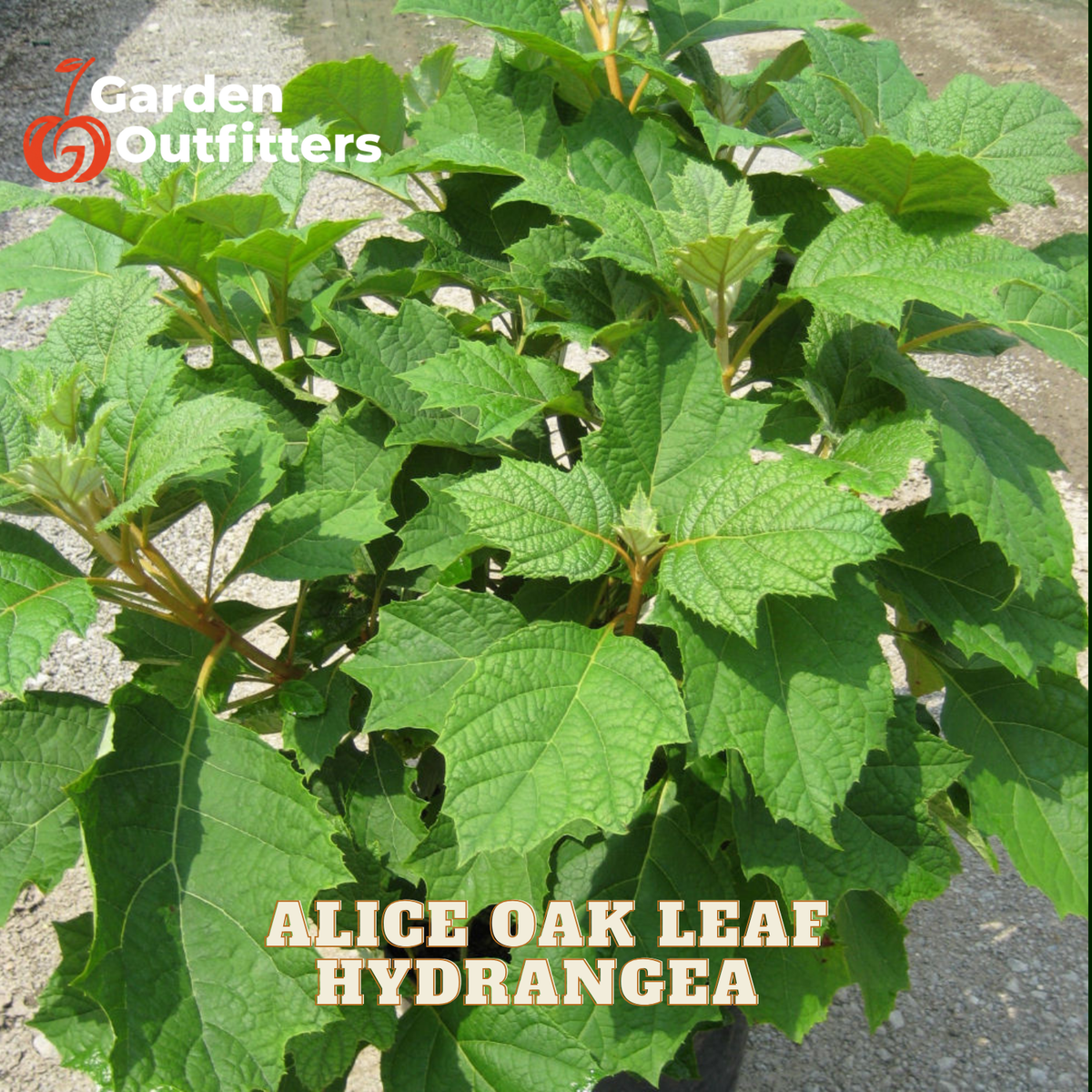 A potted plant of Alice Oak Leaf Hydrangea with large green leaves and small reddish-brown flower buds, shown outdoors on a concrete surface with Garden Outfitters branding and product text overlays.