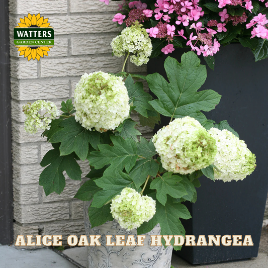 Wreath of green and pink flowers with 'Watters Garden Center' logo on a stone wall background.