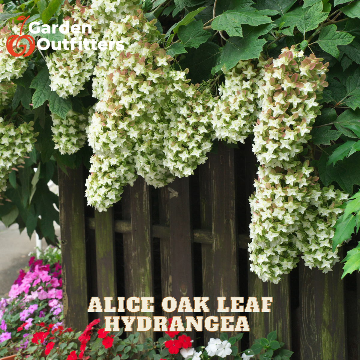 A hanging hydrangea plant with many clusters of small white flowers and green leaves growing over a dark wooden fence, with the text 'Alice Oak Leaf Hydrangea' and a Garden Outfitters logo visible.