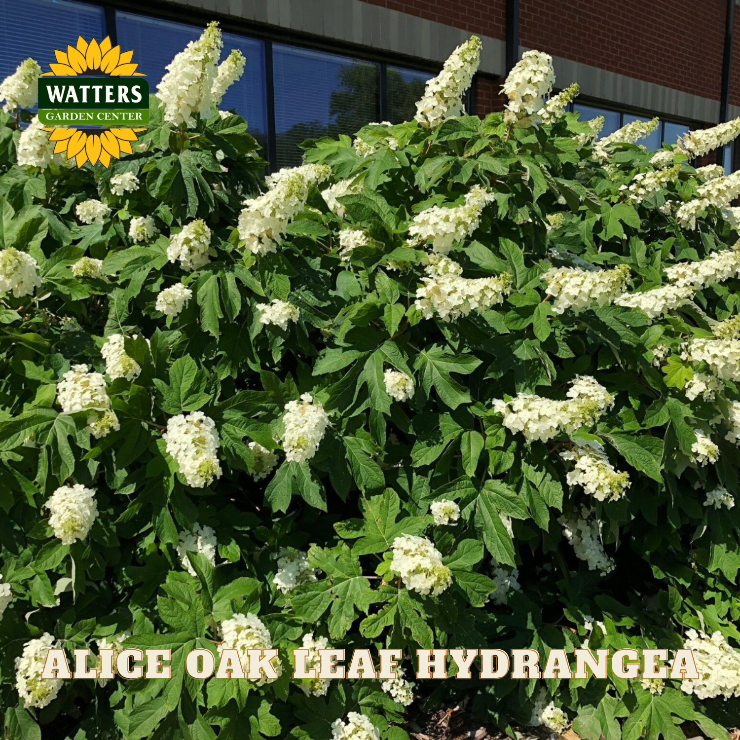 White oak leaf hydrangea plant with Watters Garden Center logo in the corner.