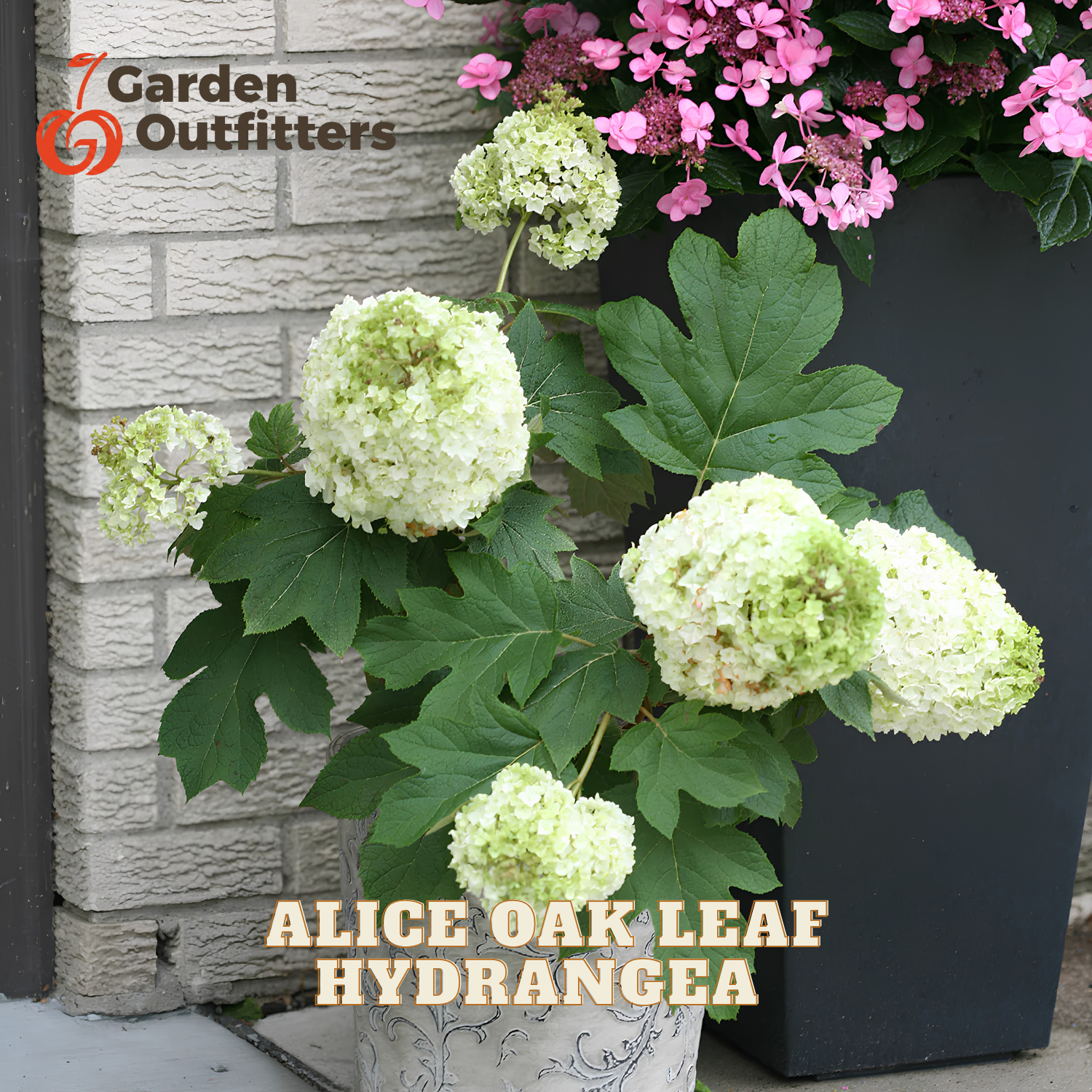A potted hydrangea plant with large pale green and white flower blooms and green leaves, shown outdoors against a light stone wall and next to a black planter with pink flowers. Text on the image reads 'Garden Outfitters' and 'ALICE OAK LEAF HYDRANGEA.