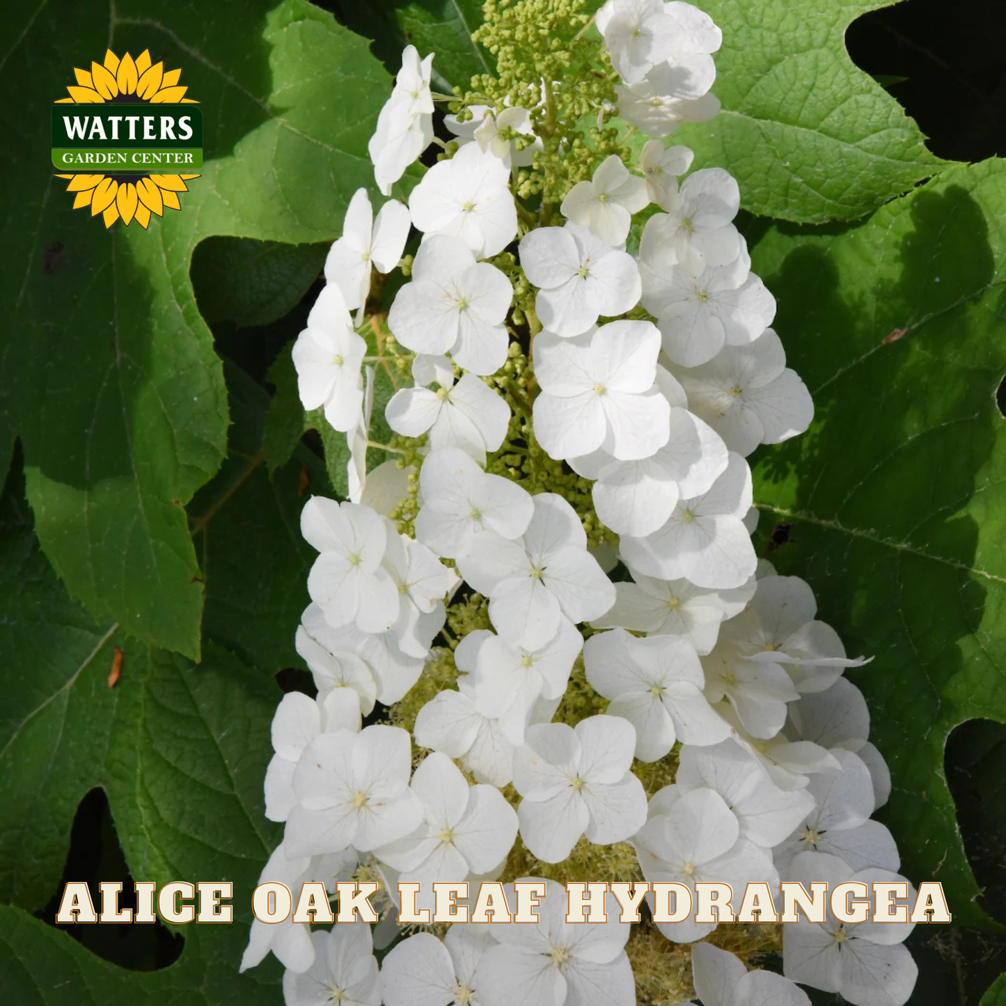 White hydrangea flowers with green leaves and Watters Garden Center logo.