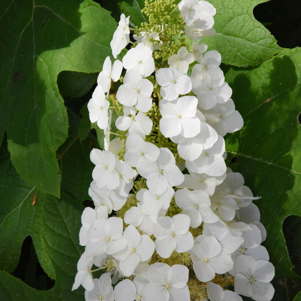 A close-up of a white hydrangea flower cluster surrounded by large green leaves.