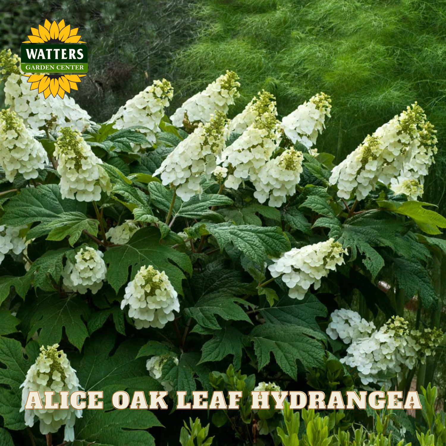 Alice Oak Leaf Hydrangea plant with green leaves and white flowers, branded with Watters Garden Center.