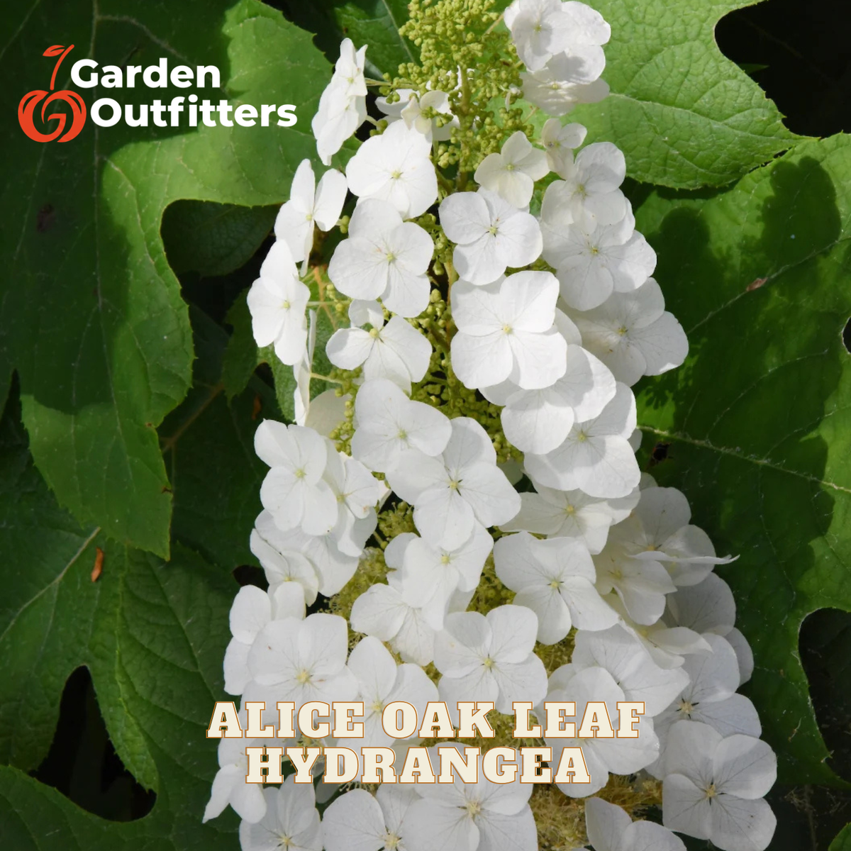 White hydrangea flower cluster with green leaves, featuring the Garden Outfitters logo in the top-left corner and the text 'ALICE OAK LEAF HYDRANGEA' at the bottom.
