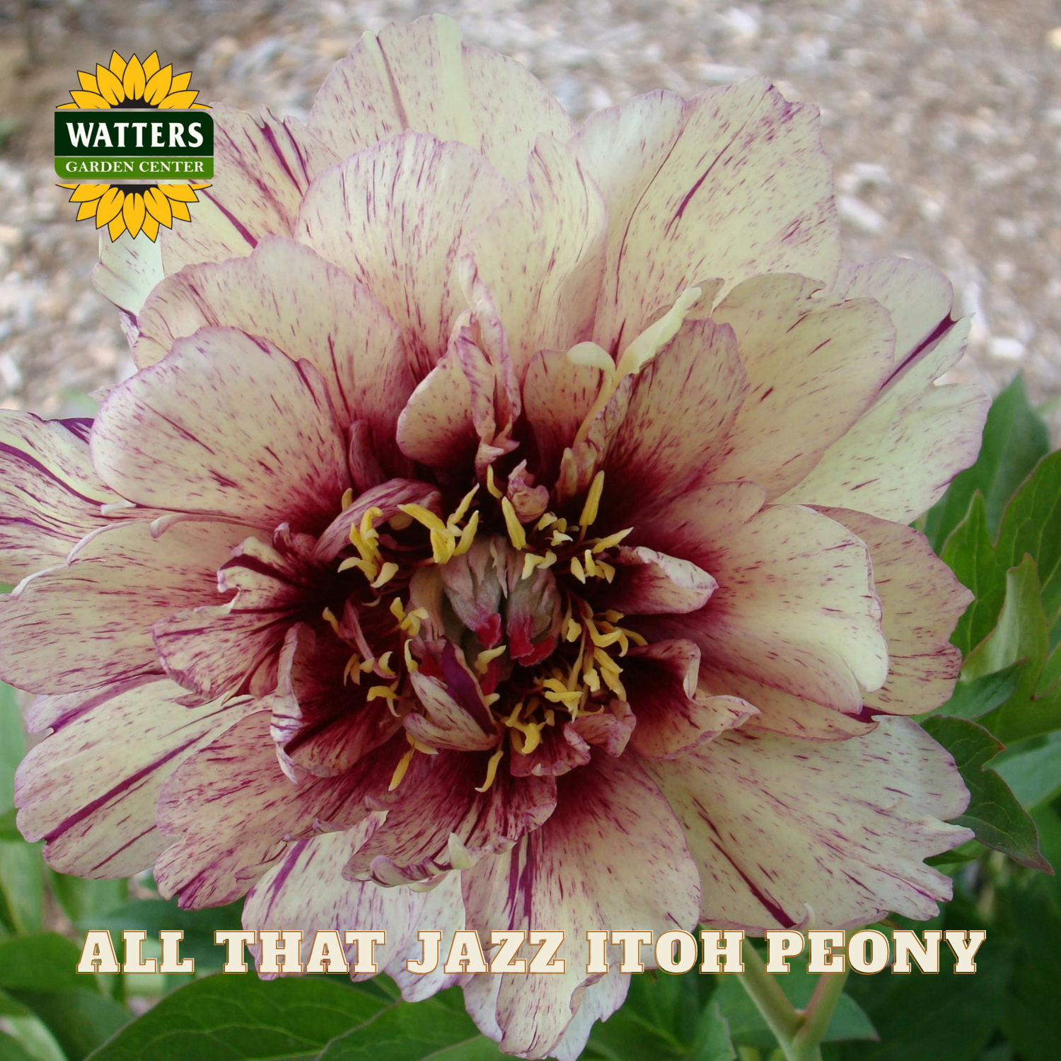 Close-up of a 'All That Jazz Itoh Peony' flower with Watters Garden Center branding.