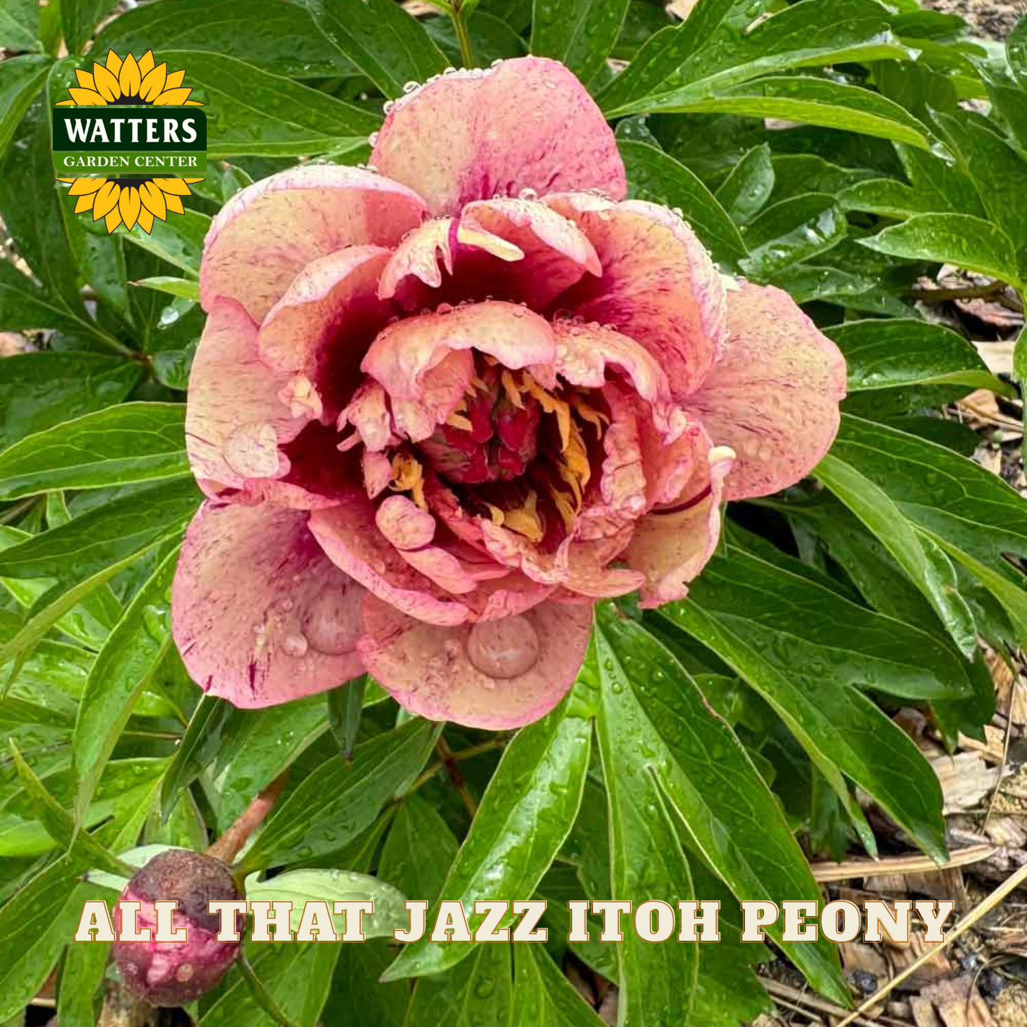 Pink peony flower with water droplets on green leaves, Watters Garden Center logo visible.