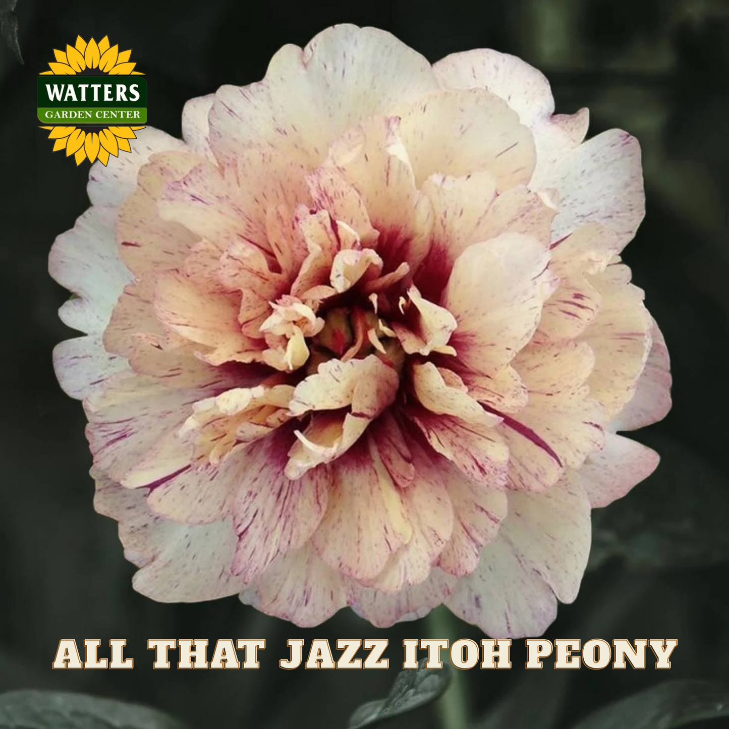 Pink peony flower with 'Watters Garden Center' logo and text 'All That Jazz Itoh Peony'.