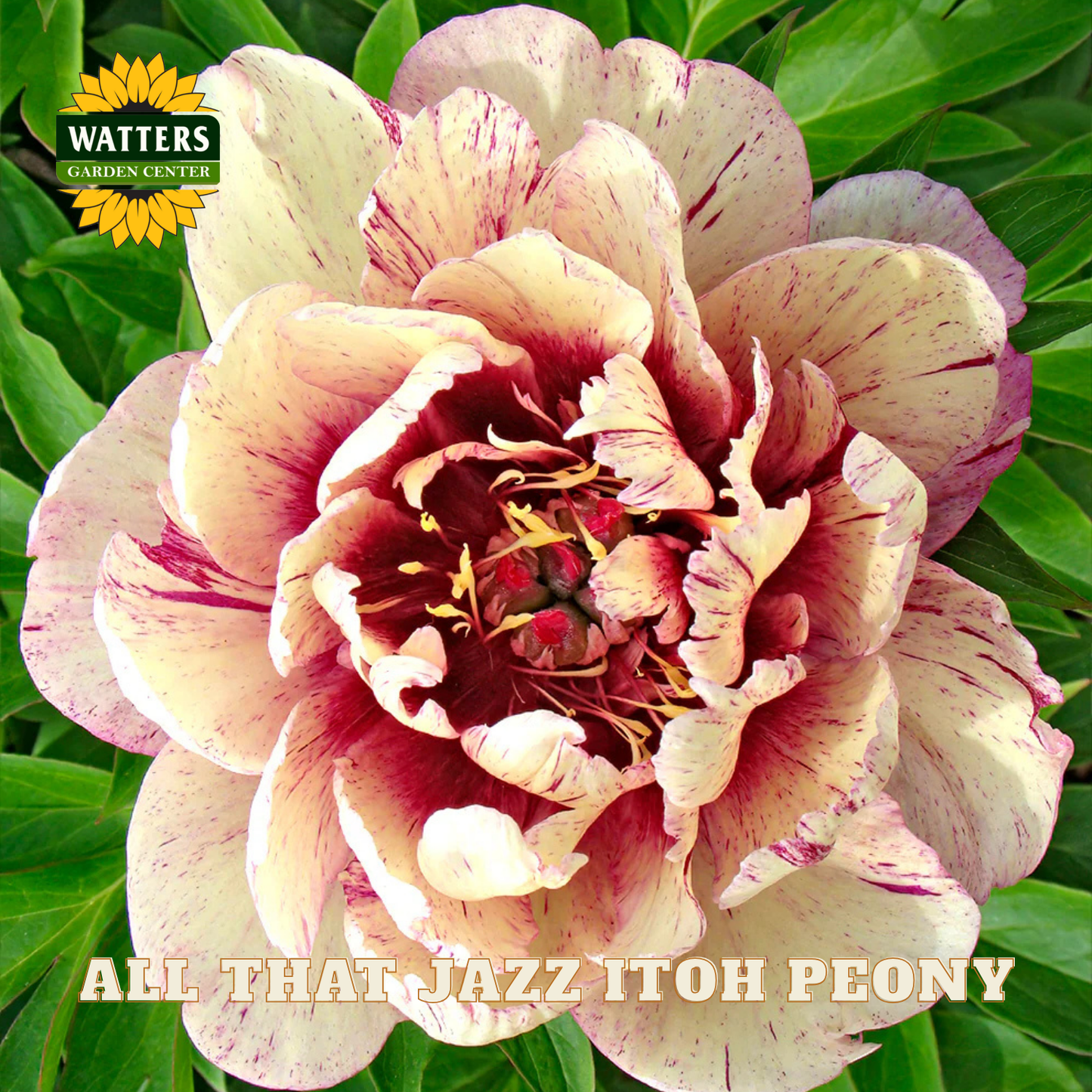 Close-up of a pink and red peony flower with Watters Garden Center branding.