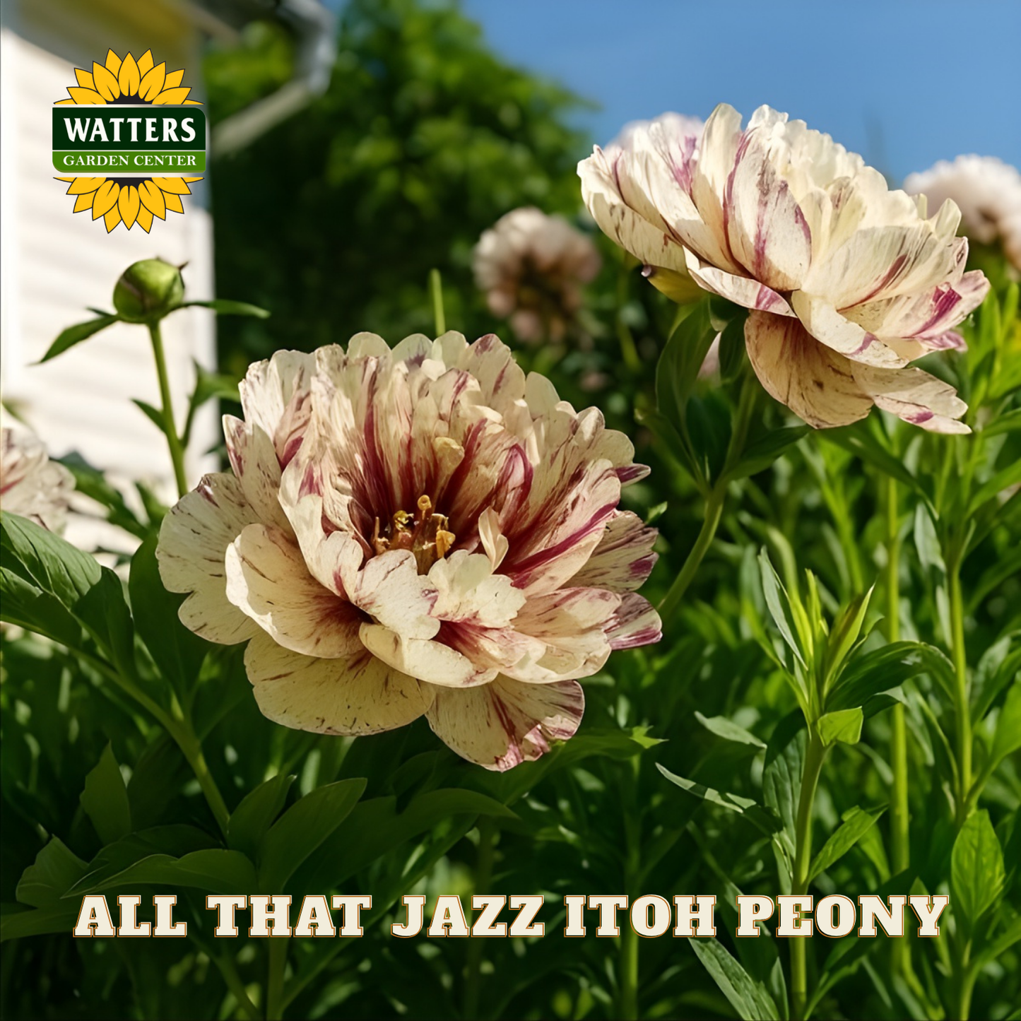 Two 'All That Jazz Itoh Peony' flowers with Watters Garden Center branding.