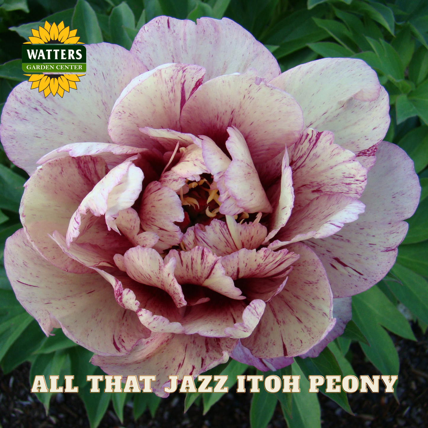 Pink peony flower with a bee on it, labeled 'All That Jazz Itoh Peony' from Watters Garden Center.