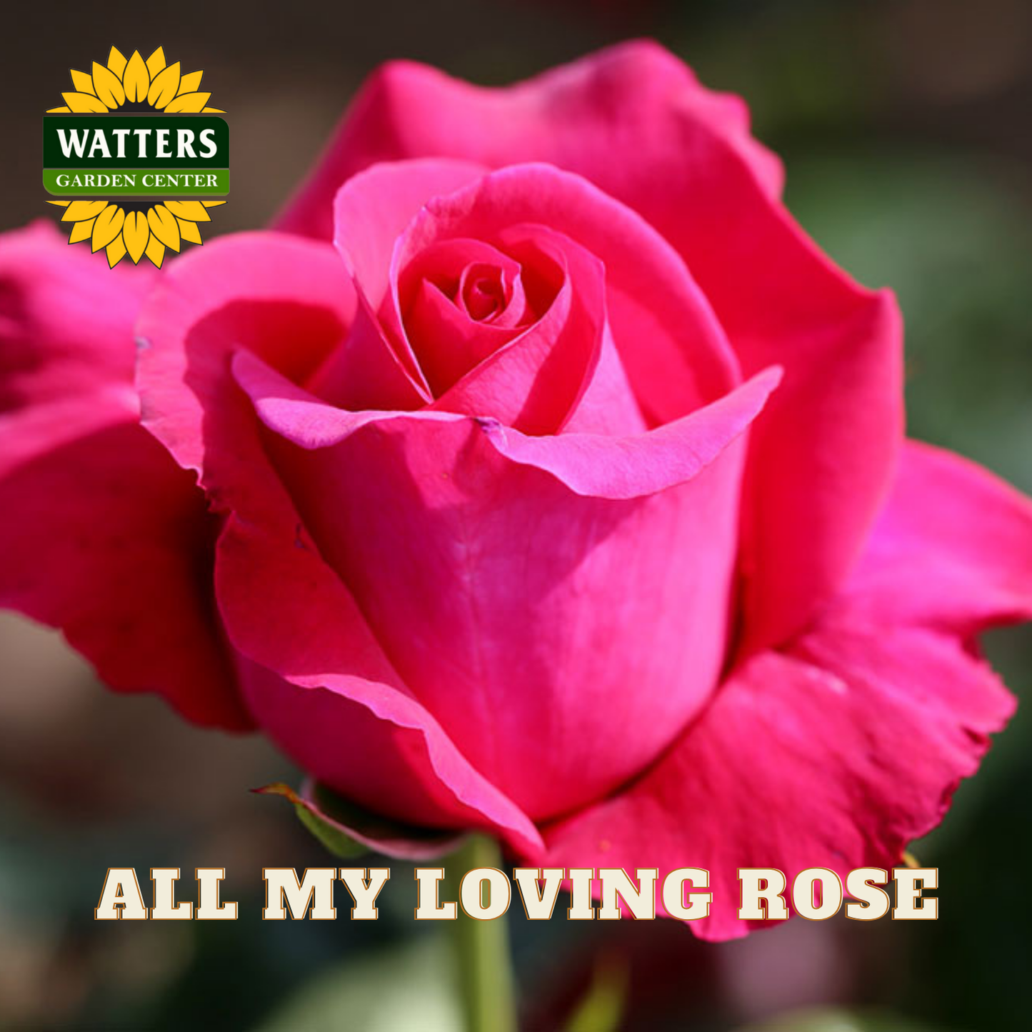 Close-up of a pink rose with 'Watters Garden Center' logo and text 'All My Loving Rose'.
