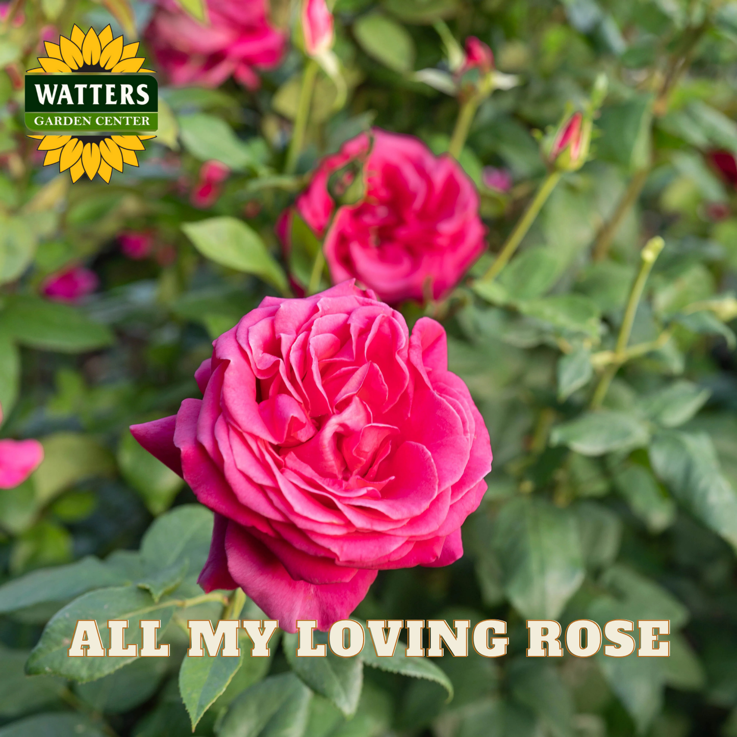 Pink rose with 'Watters Garden Center' logo and 'All My Loving Rose' text.