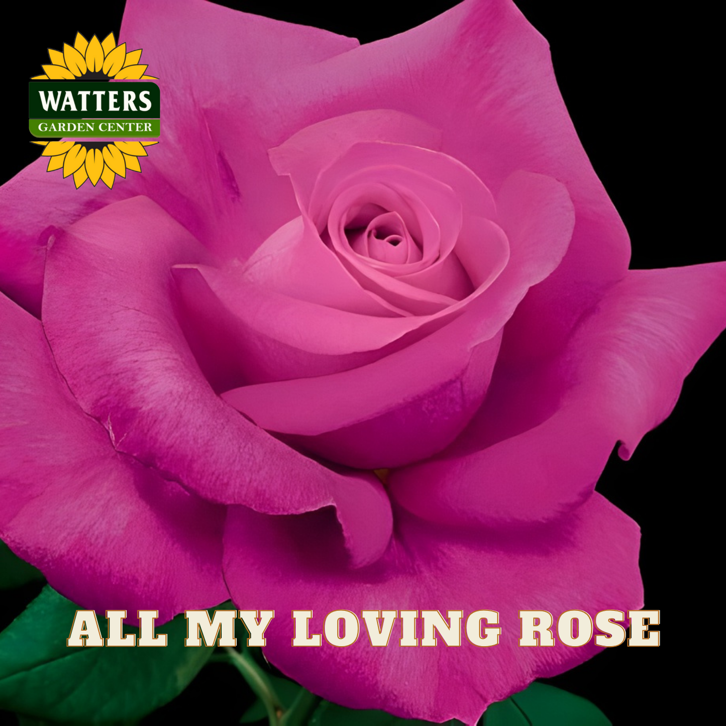 Pink rose with 'Watters Garden Center' logo and text 'All My Loving Rose' on a black background