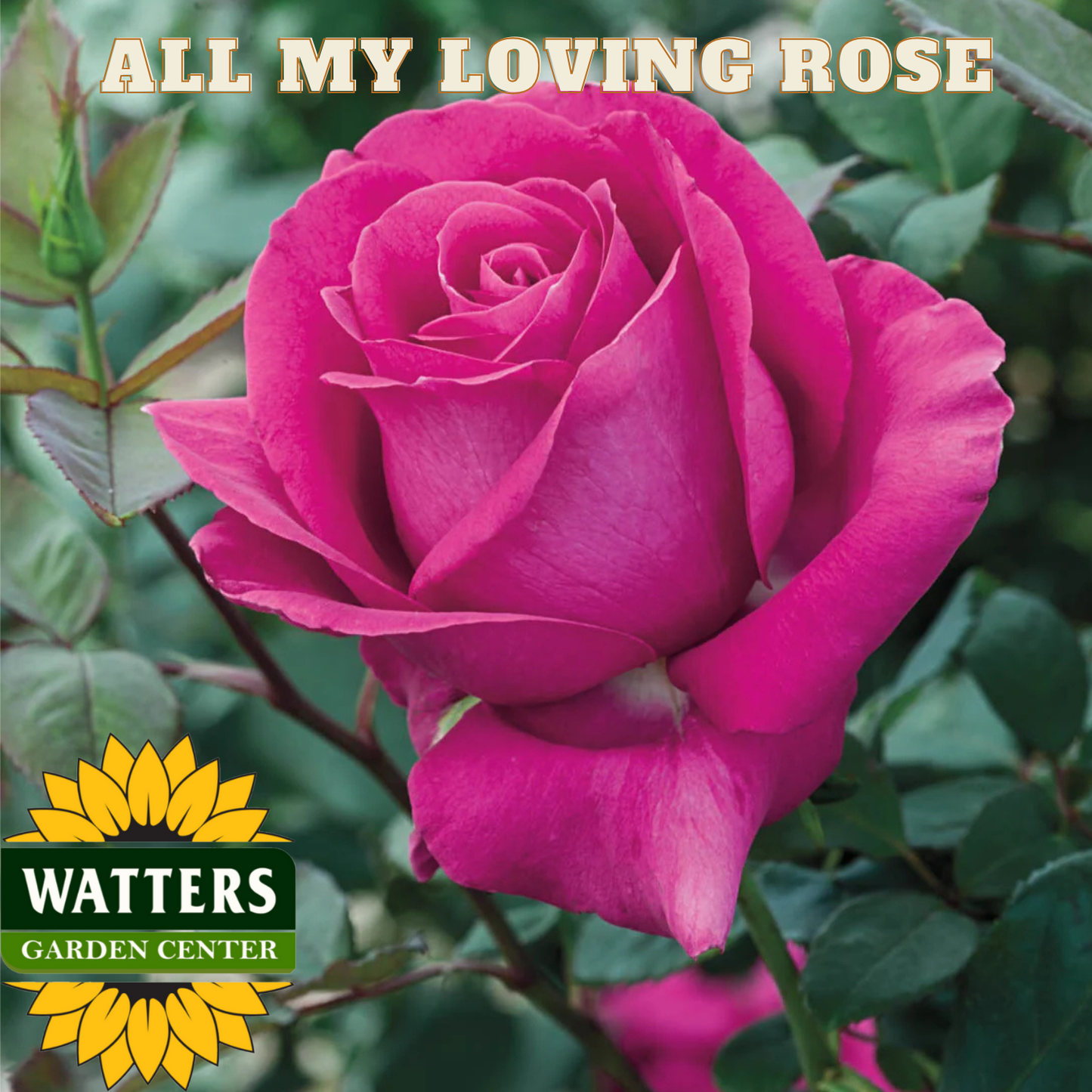 Pink rose with 'All My Loving Rose' text and Watters Garden Center logo.