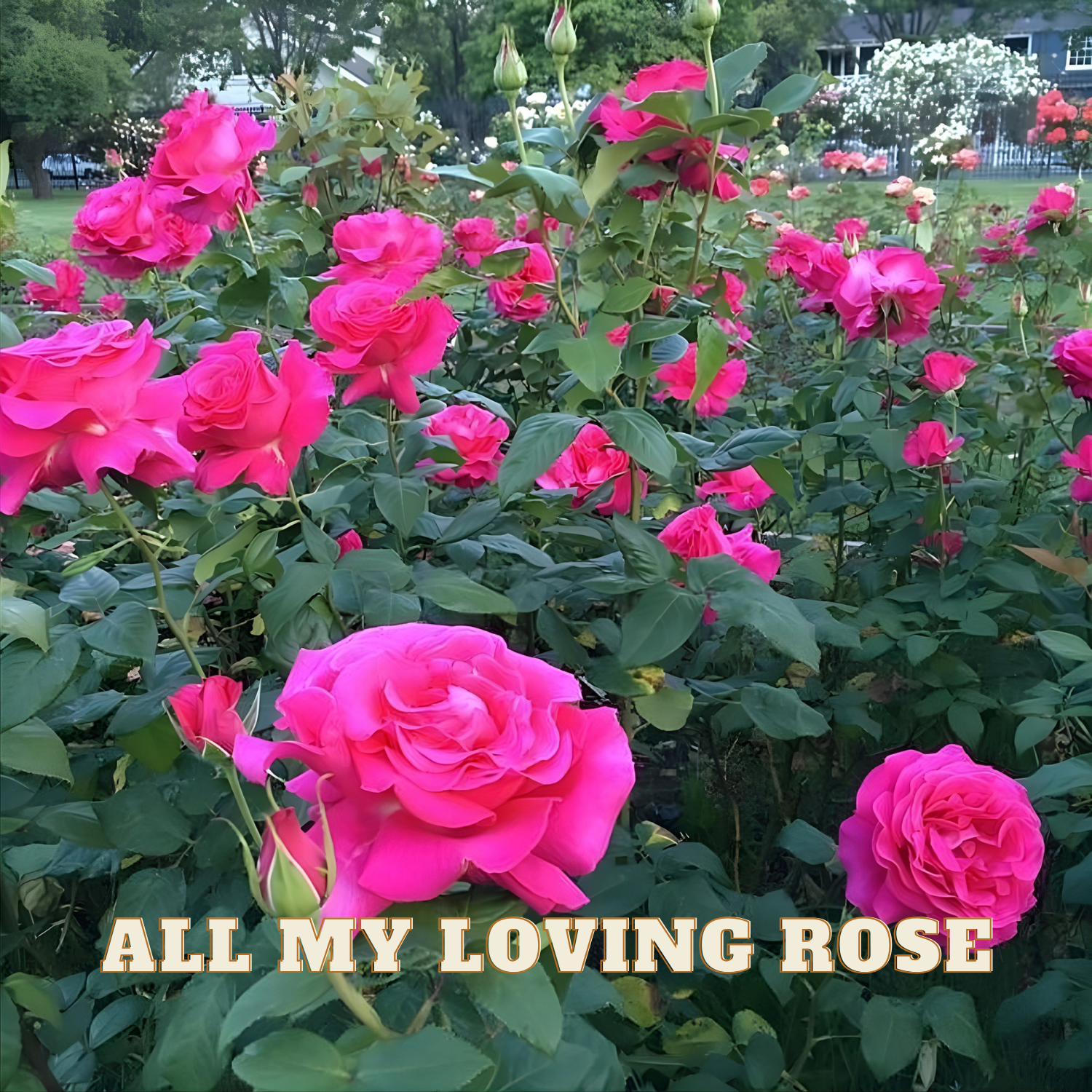 Pink roses with green leaves in a garden setting, text 'ALL MY LOVING ROSE' overlayed.