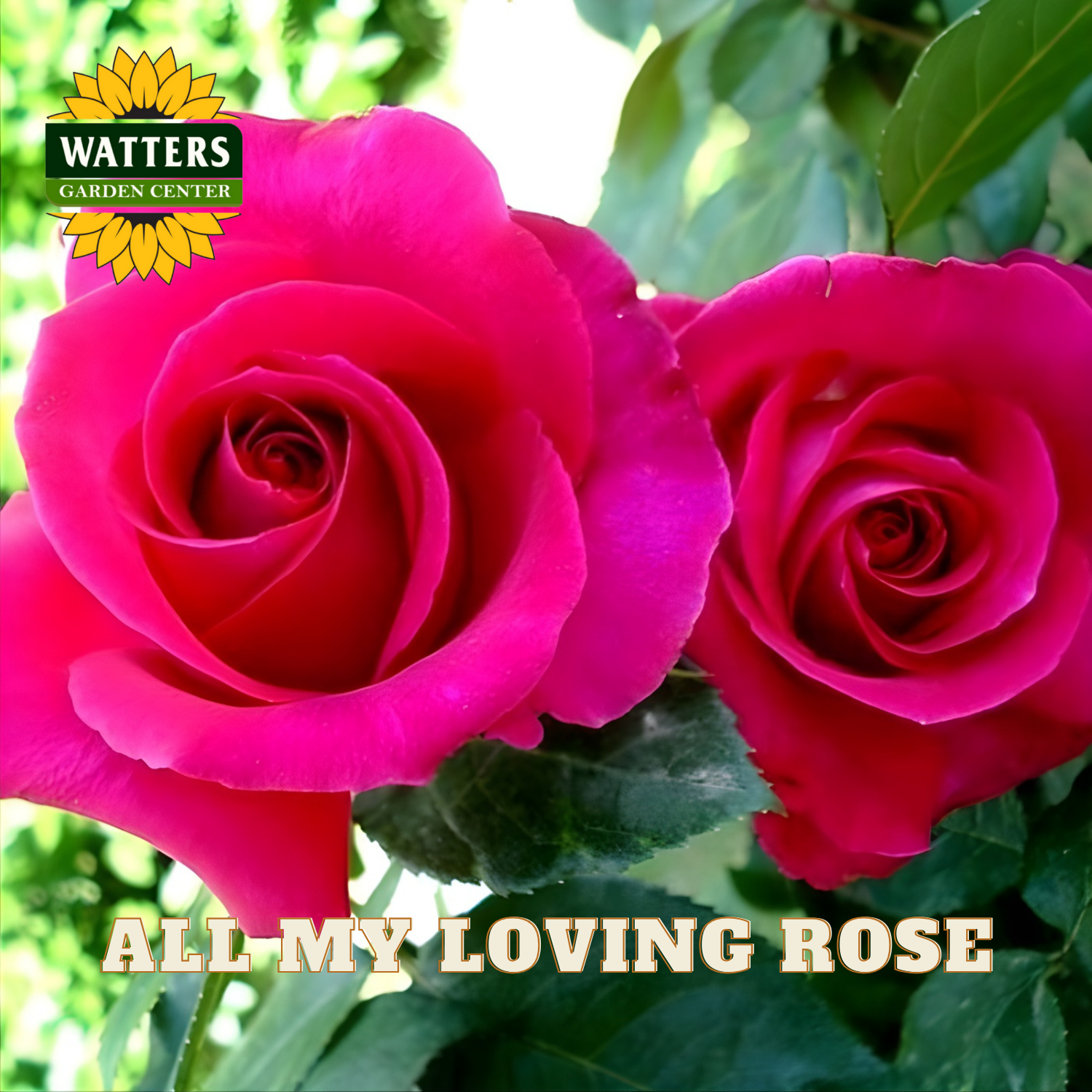 Two pink roses with 'Watters Garden Center' logo and 'All My Loving Rose' text.