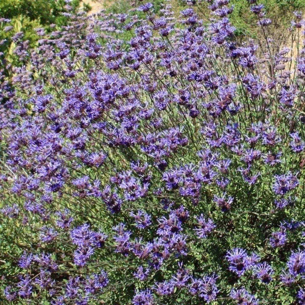 ALLEN CHICKERING SALVIA 1gal