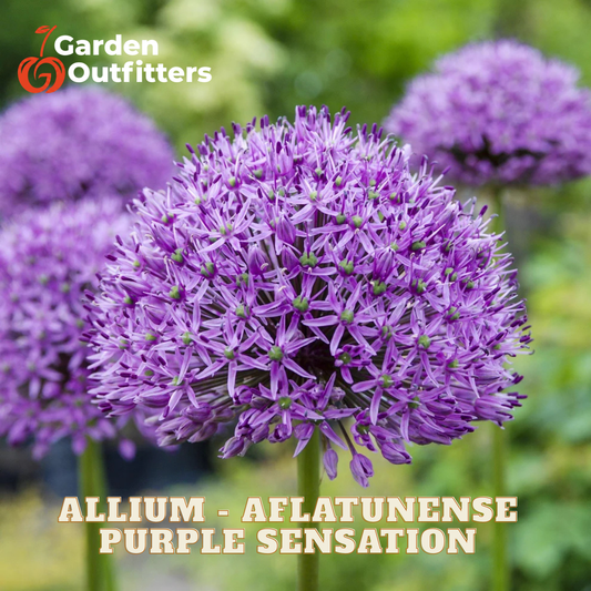 Purple allium flower blooms in a garden setting with green foliage blurred in the background. The text 'ALLIUM - AFLATUNENSE PURPLE SENSATION' is displayed at the bottom, and the 'Garden Outfitters' logo is in the top left corner.
