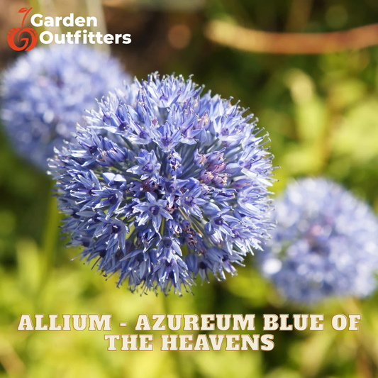 A close-up of a blue-purple allium flower head with blurred green foliage in the background. The Garden Outfitters logo appears in the top left, and the text 'ALLIUM - AZUREUM BLUE OF THE HEAVENS' is shown at the bottom.