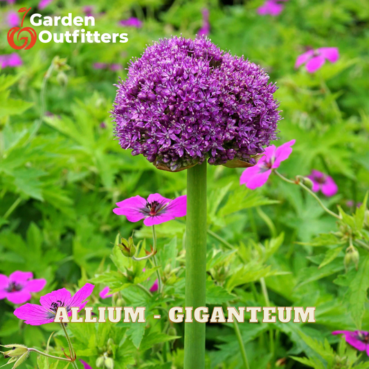 A close-up of a giant allium flower with a large purple globe of tiny blossoms on a tall green stem, surrounded by green foliage and smaller pink flowers. The text 'ALLIUM - GIGANTEUM' is overlaid at the bottom, and the 'Garden Outfitters' logo is in the top left corner.