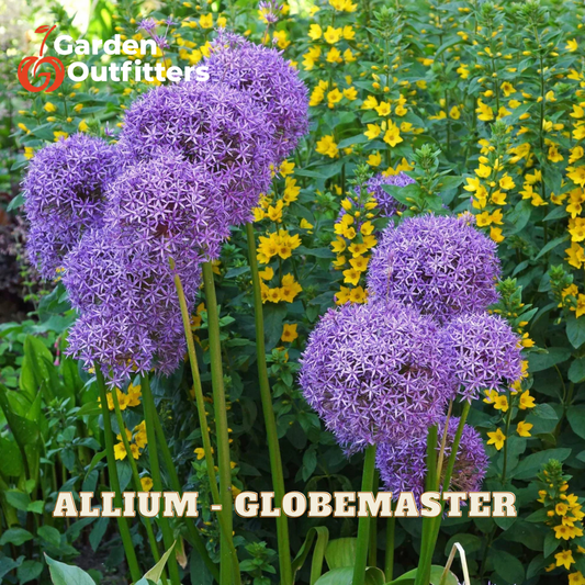 Purple globe flower bulbs, identified as Allium Globemaster, blooming in a garden with yellow flowers. The image features the Garden Outfitters logo in the top-left corner and the text 'ALLIUM - GLOBEMASTER' at the bottom.