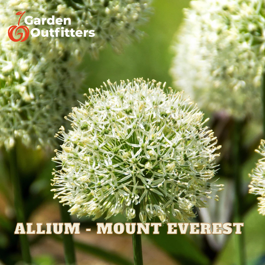 A close-up of a globe-shaped allium flower labeled 'ALLIUM - MOUNT EVEREST' with the Garden Outfitters logo in the top left corner. The flower is in sharp focus in the center, with other blurred alliums and a soft green garden background.