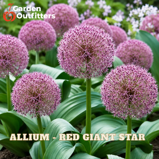 A close-up garden photo of allium flowers with round pink-purple blooms and green leaves. The text 'ALLIUM - RED GIANT STAR' appears at the bottom, and the 'Garden Outfitters' logo appears in the top left.