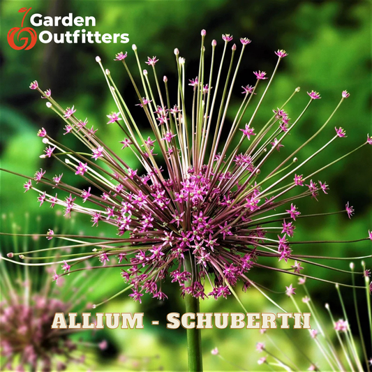 A close-up of a pinkish-purple allium umbel with long thin flower stalks, set against a blurred green garden background. The text 'Garden Outfitters' appears in the top-left corner, and 'ALLIUM - SCHUBERTII' is written across the bottom.
