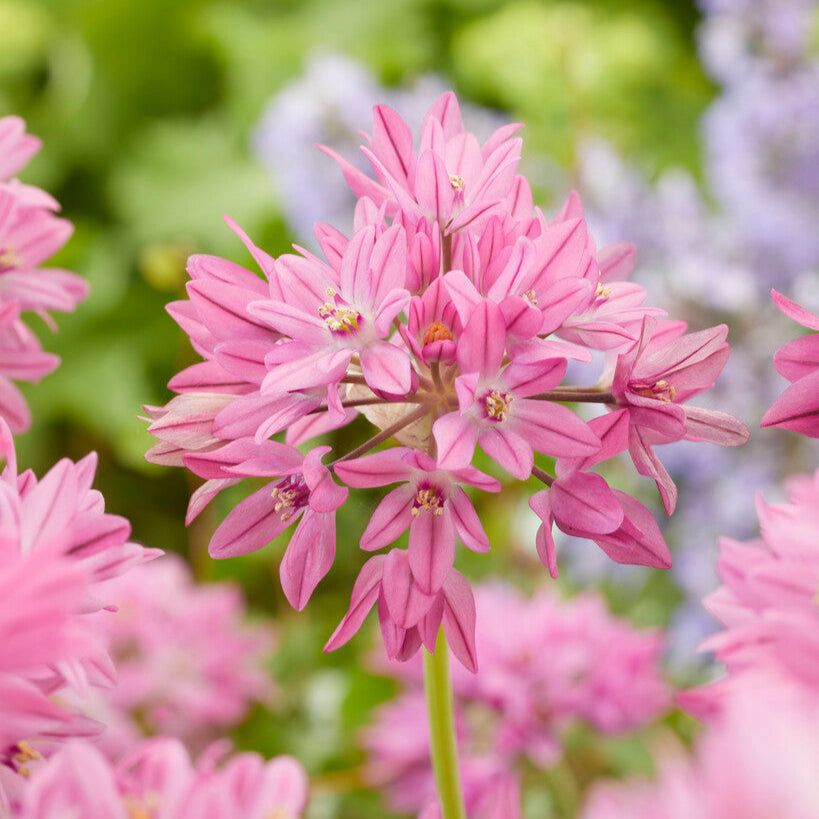 Oreophilum Allium - PreOrder