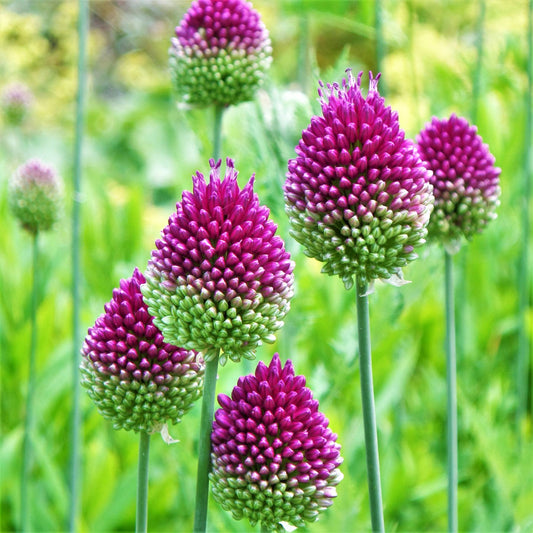 Drumstick Allium