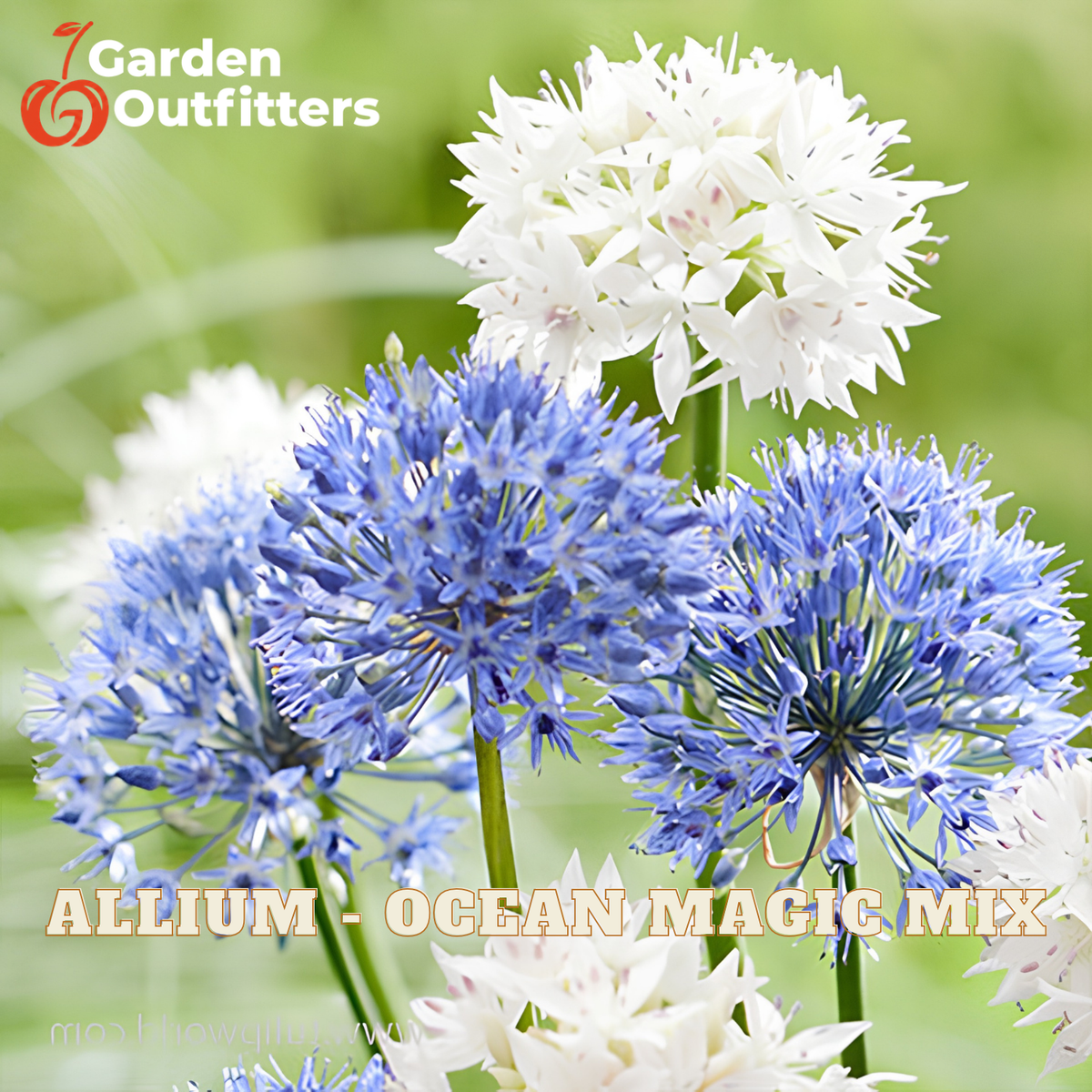 Garden Outfitters Allium 'Ocean Magic' flower mix featuring blue and white globe flowers on green stems against a soft green blurred background.