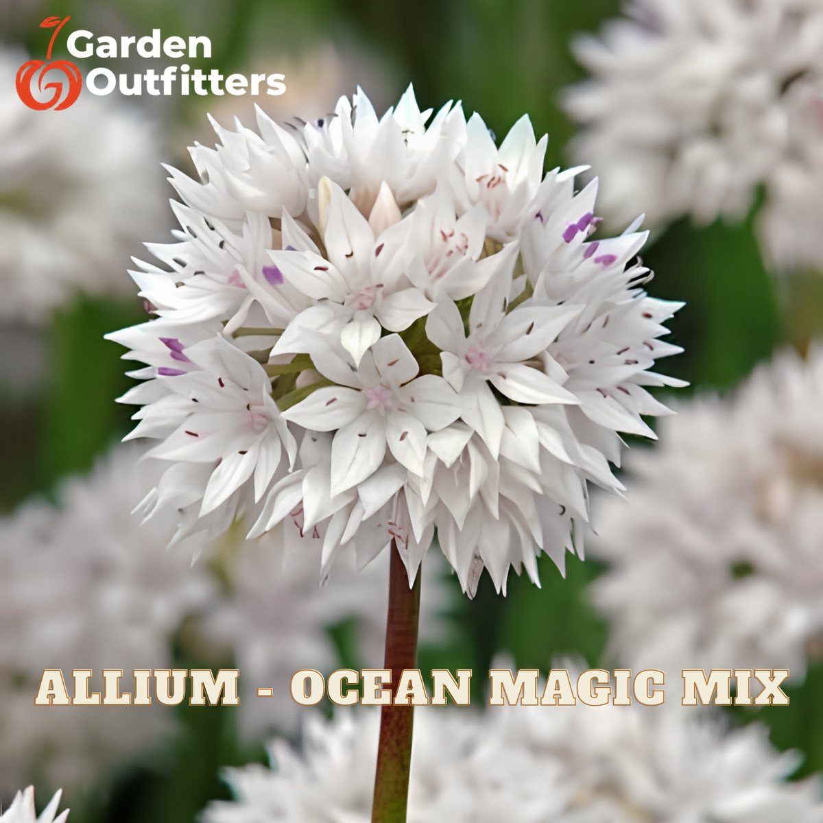 White allium flower cluster with purple-tipped petals on a garden plant, with Garden Outfitters branding and the text 'ALLIUM - OCEAN MAGIC MIX' overlaid on the image.