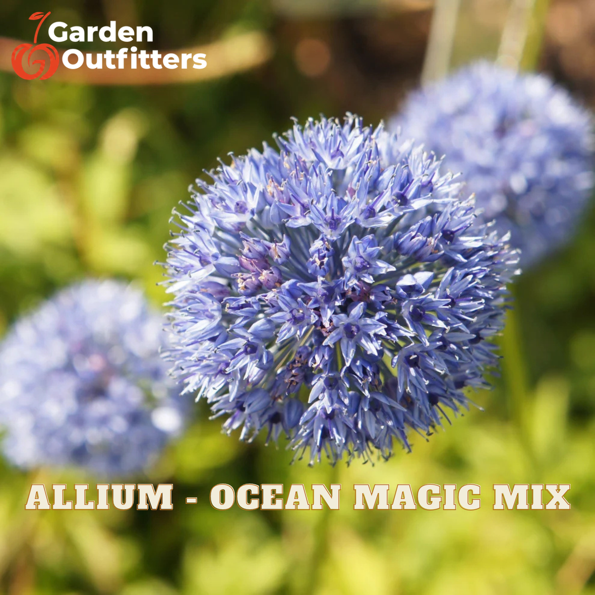 A close-up of a blue-purple allium flower head with blurred allium blooms in the background, green foliage, and Garden Outfitters branding with the text 'ALLIUM - OCEAN MAGIC MIX' at the bottom.